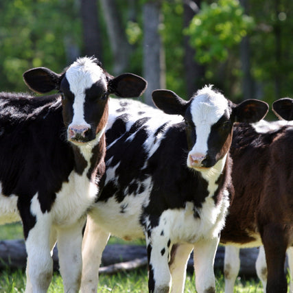 Livestock Feed & SuppliesCows
