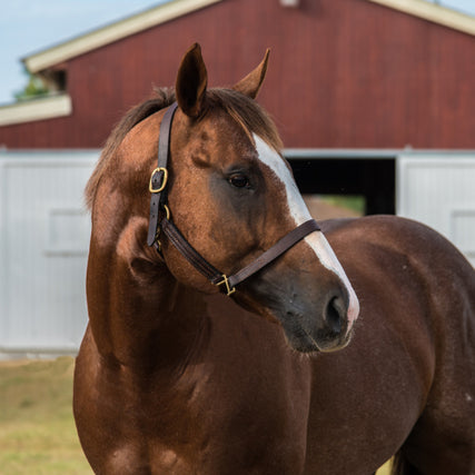 Horse Feed & SuppliesHorse