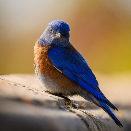 Wild Bird Food & SuppliesWild bird