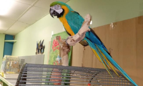  Jelly, our blue and gold Macaw parrot! She's a healthy 34 years young and loves to see new and familiar faces come into the store. 