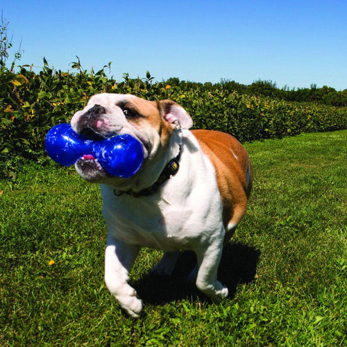 KONG Squeezz Dumbbell Dog Toy