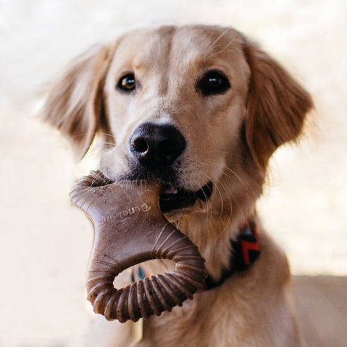 Benebone Peanut Butter Dental Chew